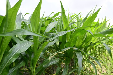 Corn plants grow lush green in tropical Indonesia, this corn plant is 2 months old