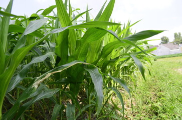 Corn plants grow lush green in tropical Indonesia, this corn plant is 2 months old