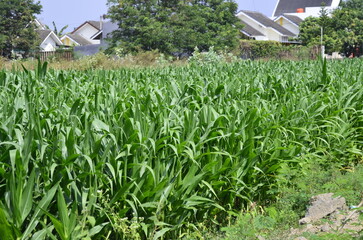 Corn plants grow lush green in tropical Indonesia, this corn plant is 2 months old