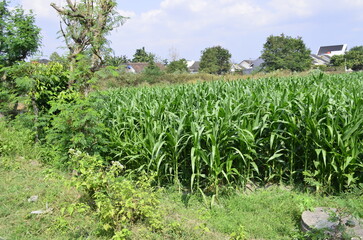 Corn plants grow lush green in tropical Indonesia, this corn plant is 2 months old