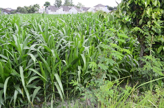 Corn plants grow lush green in tropical Indonesia, this corn plant is 2 months old