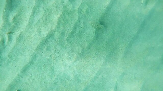 Common sole fish in movement