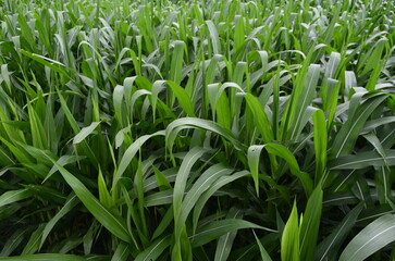 Corn plants grow lush green in tropical Indonesia, this corn plant is 2 months old
