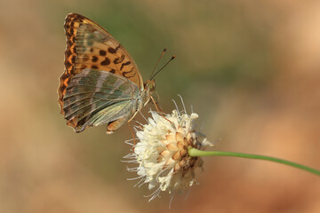 Butterfly Silver-washed fritillary, Argynnis paphia, on the flower