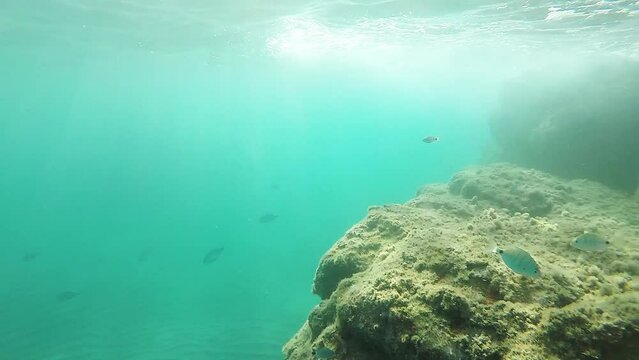 Oblades fishes swimming near of the rock and near of surface
