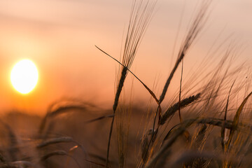 Obraz premium Golden ears of wheat on the field