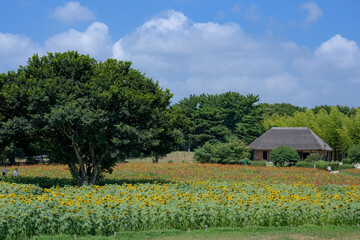 真夏の風景・一面のコキア