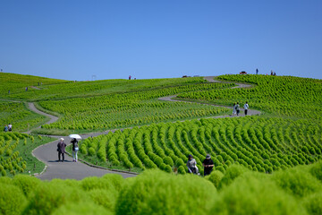 真夏の風景・一面のコキア