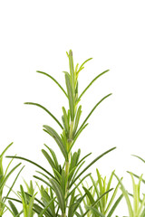Branches of rosemary on a white background