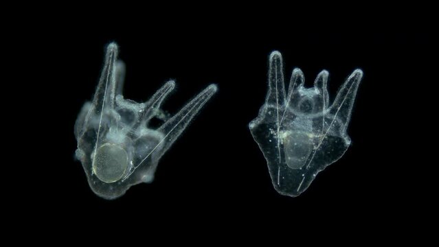 Larvae sea urchin Strongylocentrotus pallidus under microscope, phylum Echinodermata. Arm pluteus stagee. White sea