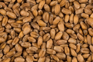 whole background of wheat grain