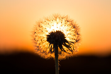 Dandelions in meadow at red sunset