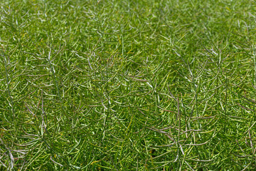green ripening canola in a field close-up