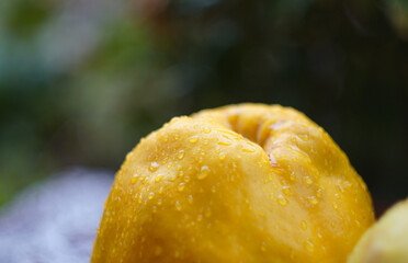 quince and leaves on the table
