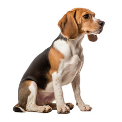 Sitting Beagle Dog Isolated on a Transparent Background