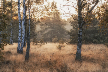 Wschód słońca na polanie z brzozami © pinus25