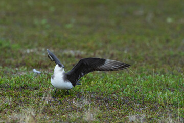 Parasitic jaeger, Stercocarius parasiticus