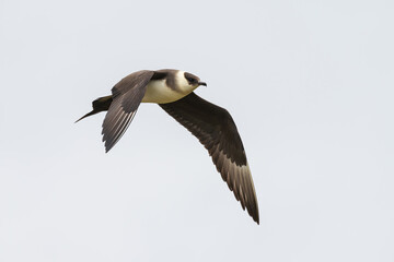 Parasitic jaeger (Stercocarius parasiticus) in flight
