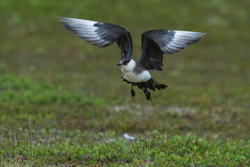 Parasitic jaeger, Stercocarius parasiticus