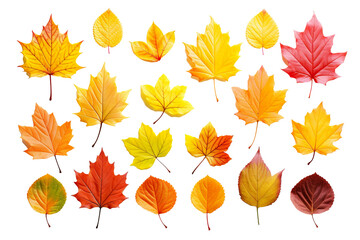 Obraz premium autumn colored fall leaves isolated on white background PNG