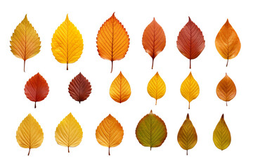 autumn colored fall leaves isolated on white background PNG - obrazy, fototapety, plakaty