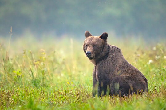 Niedźwiedź brunatny (Ursus arctos)