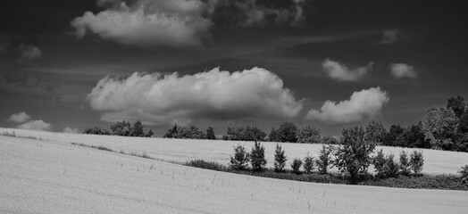 scenic summer view from countryside with trees and clouds