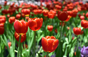Obraz premium Tulips. In the flower garden, multi-colored tulips are blooming.