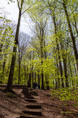Trees the Soderasen National Park in Sweden