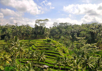 Fototapeta na wymiar Terrace rice paddies surrounded by jungle in Ubud, Bali Indonesia