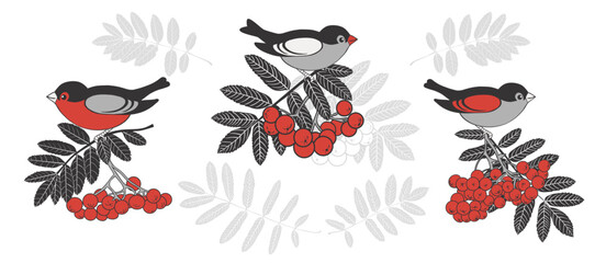 Obraz premium . Bird sitting on a rowan branch with red berries. A set of three images. Colored vector drawings on white background. .