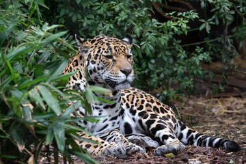 Photo of a beautifully beautiful reclining jaguar predator