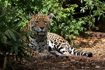Photo of a beautiful lying jaguar predator with shadow © mauvries