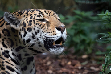 Closeup headshot photo of a stunningly beautiful jaguar predator