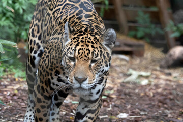 Beautifully beautiful Jaguar predator is approaching.