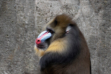 Close Up photo of a male mandrill with a blue snout