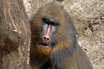 Close Up photo of a male mandrill with a blue snout