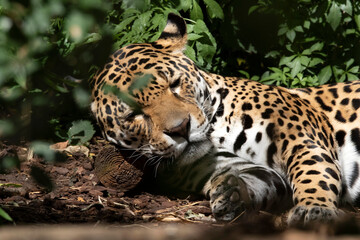 Jaguar predator light lazily on the ground