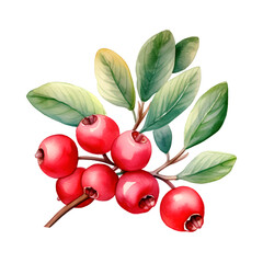 Cranberry watercolor illustration isolated on transparent background
