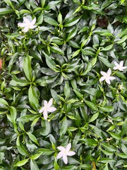 Obraz premium Small tiny white flowers in green bush.