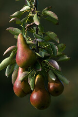Fruit trees full of pears in the orchard at the Groninger Borg Verhildersum near Leens. - obrazy, fototapety, plakaty