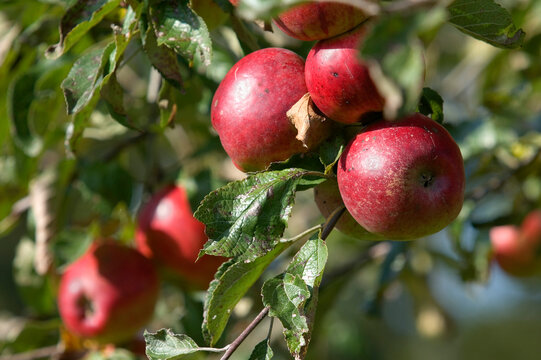 Fruit trees full of apples in the orchard at the Groninger Borg Verhildersum near Leens.