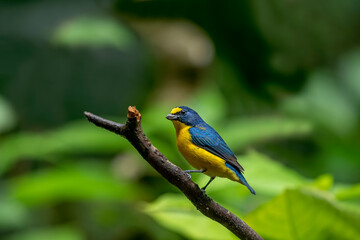 The yellow-throated euphonium is a species of songbird in the Fringillidae family.