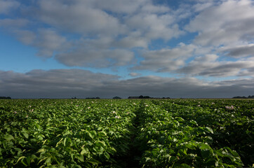 Flowering potato plants on straight ridges, photographed from the ground. It gives a different perspective.