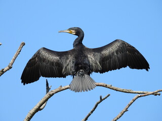 カワウさんの日光浴