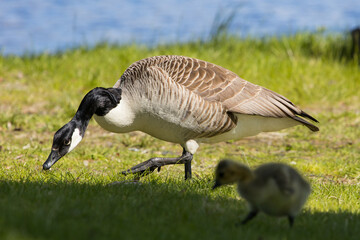 Mother goose with her duckling searching for food in the grass