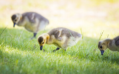 Sweet little ducklings searching for food in fresh grass