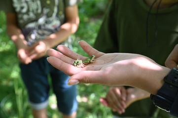 手のひらに乗せた黄緑色のアマガエル