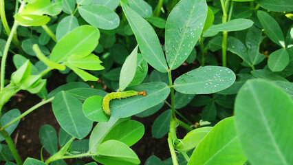 A caterpillar eating peanut leaves, Peanut leaf damage by disease and pest, crop planting at the field.