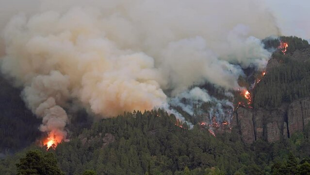 Strong forest fire, heavy smoke and open fire.